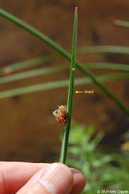 Image result for Schoenoplectus sp.no.3