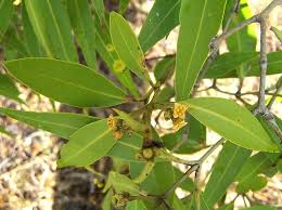 Image result for Avicenniaceae