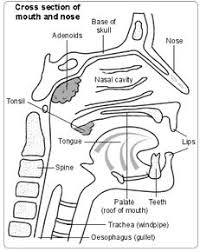 Experts believe that cells in the nose and sinuses get i don't know what it will cost but if you don't get it removed it will keep growing and block the breathing passages nose and throat. Affordable Nasal Polyp Removal Surgery In India Best Hospital For Nasal Polyp Removal In India