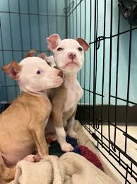 UPDATE: Previous owner charged after dog found malnourished, tied to pole  at park in Roanoke