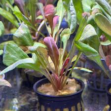 Image result for Samolus