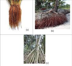 Selain itu akar bisa memperkokoh tumbuhan. Gambar 5 4 Keragaman Bentuk Akar Serabut Keterangan A Akar Padi B Download Scientific Diagram
