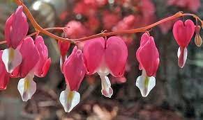 Bleeding Hearts In Full Bloom In My Garden Forever Flowers Bloom Blossom Bleeding Heart Flower