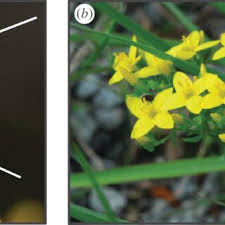 Image result for Exochaenium exiguum