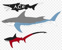 Damit stellt er nicht nur den weißen hai (1,8 tonnen) in den schatten, sondern sogar den ebenfalls ausgestorbenen dinosaurier tyrannosaurus rex (3,4 tonnen). Requiem Haie Grosse Weisse Hai Megalodon Goblin Shark Hai Png Herunterladen 1004 795 Kostenlos Transparent Fisch Png Herunterladen