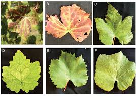 Image result for Grapevine leafroll virus
