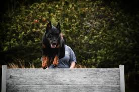 Meet Arc Beaucerons Arc Beaucerons