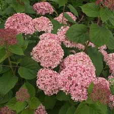 Image result for Hydrangea arborescens Pink Anabelle