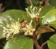 Image result for Croton pseudopulchellus