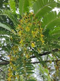 Image result for Cassia ferruginea