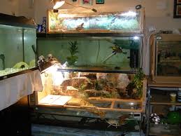turtle tanks and above tank basking areas indoor setups aquariums and tubs turtle tank turtle habitat turtle basking platform