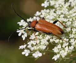 Roter Bockkafer Schmetterlinge Und Kot Im Garten Naturgartenblog