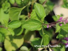 Image result for Ocimum labiatum