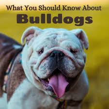 The victorian bulldog is large headed and thick boned, only to the point that it does not impede vigor. What You Should Know About English Victorian And Olde Tyme Bulldogs Pethelpful
