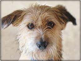 Tierheim wau mau insel drei mischlingshunde suchen ein zuhause. Hunde Suchen Ein Zuhause Tsv Hundeoase E V