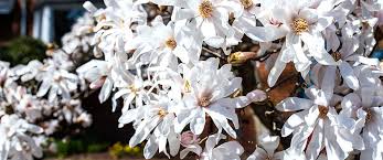 It grows to about 25 feet tall; The Best Flowering Trees For Small Spaces Meyer Landscape