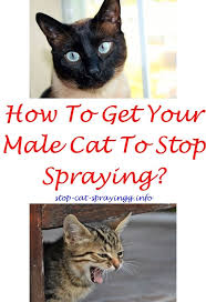 Female Cat Spraying Shelters Cat Spray Smell Male Cat Spraying Cat Wounds