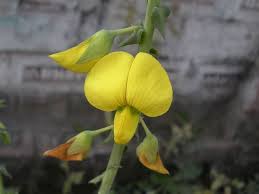 Image result for Crotalaria valida