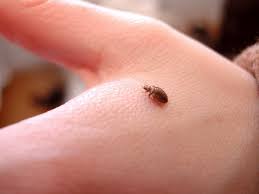 La résistance des œufs de la punaise aux produits chimiques obligent à 2 voir 3 passages en fonction de l'infestation en respectant impérativement un cycle tous les 15 jours. Punaises De Lit 4 Astuces Pour Vous En Debarrasser Vite Et Bien