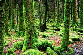 Layers Of The Rainforest Rainforest Animals Biology Explorer