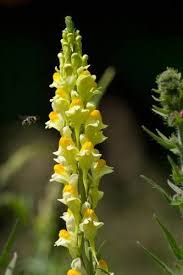 Just Seed British Wild Flower Common Toadflax Linaria Vulgaris 1g Seed By Just Seed Http Www Amazon Co U British Wild Flowers Wild Flowers Wild Plants