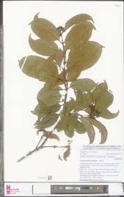 Image result for Psorospermum febrifugum