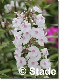 Phlox Maculata Delta Garten Flammenblume Hier Bestellen Stauden Pflanzen Flammenblume