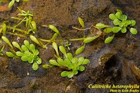 Image result for Callitriche