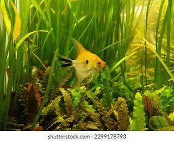 Manfish Among Plants Aquarium Stock Photo 2299178793 | Shutterstock
