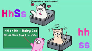 A test cross involves breeding an organism with a dominant trait (like fred) with an organism that exhibits a recessive trait. Two Trait And Dihybrid Crosses Video Dailymotion