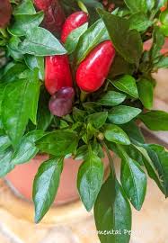 Image result for Capsicum annuum