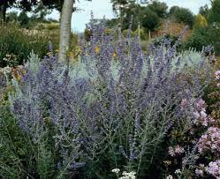 One of the tallest russian sages, growing to about 4 feet. Perovskia Planting Pruning And Advice On Caring For It