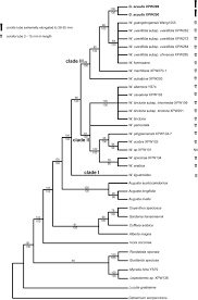Image result for Bertiera aethiopica