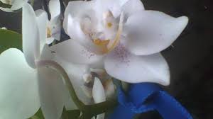 Image result for Rhipidoglossum ovale