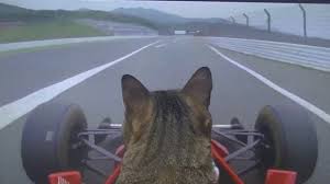 Teruk sgt ke?diy takleh ke? Cute Cat In A Car Fur Nando Kotetu S F1 Debut Wapcar