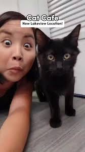 curing my depression with kittens 🥺👇 More info This is The Catcade in  Lakeview Chicago