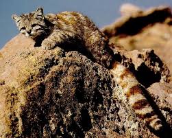 Colocolo reaches sexual maturity at the age of 2 years. Las 4 Especies De Gatos Amenazadas En Chile Notas Biobiochile