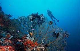 Gratis untuk komersial tidak perlu kredit bebas hak cipta. Https Travel Okezone Com Read 2018 03 07 406 1869370 Melihat Keindahan Taman Laut Olele Di Gorontalo
