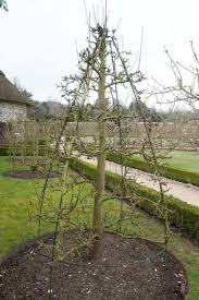 Mature fruit trees are pruned annually to training at the start of a tree's life is, therefore, essential for the harvest of your dreams. The No Prune Well Almost Method Of Tree Training Paperblog Pruning Fruit Trees Espalier Fruit Trees Fruit Trees