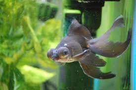 Want to find black moor goldfish care and information? Sick Black Moor Album On Imgur