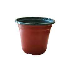 Image result for Chlorophytum perfoliatum