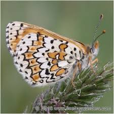 Image result for Melitaea cinxia