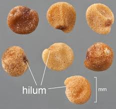 Image result for Cuscuta abyssinica