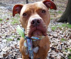 Pin By Casey Kehoe On Pitbull Attack Food Animals Animal Society Pitbull Attacks