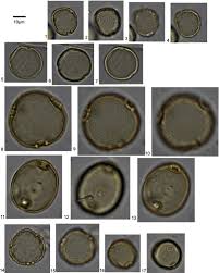 Image result for Psychotria mildbraedii