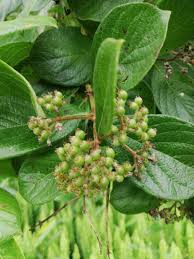 Image result for Crossopteryx