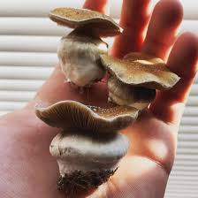 When posting please include geographic location we do not encourage any visitor to consume any mushroom or fungus found. Kape Shroomery