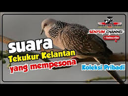 Bagi warga negara asli indonesia, siapa yang tidak kenal dengan burung yang satu ini ?. Suara Tekukur Kelantan Ponorogo 2020 550k Youtube