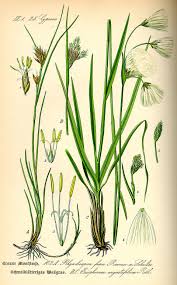 Image result for Rhynchospora gracillima