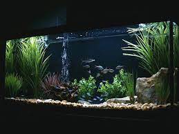 55 Gallon New Setup Fresh Water Fish Tank 10 Gallon Fish Tank Community Fish Tank